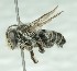  ( - CCDB-49424_B08)  @11 [ ] by  Cory Sheffield Royal Saskatchewan Museum