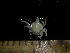  ( - UNMDP MEJ 006)  @12 [ ] CreativeCommons - Attribution Non-Commercial Share-Alike (2014) Unspecified Laboratorio de Zoología de Invertebrados