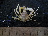  ( - UNMDP MEJ 011)  @11 [ ] CreativeCommons - Attribution Non-Commercial Share-Alike (2014) Unspecified Laboratorio de Zoología de Invertebrados