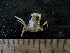  ( - UNMDP MEJ 012)  @11 [ ] CreativeCommons - Attribution Non-Commercial Share-Alike (2014) Unspecified Laboratorio de Zoología de Invertebrados