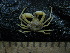  ( - UNMDP MEJ 014)  @11 [ ] CreativeCommons - Attribution Non-Commercial Share-Alike (2014) Unspecified Laboratorio de Zoología de Invertebrados
