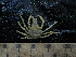  ( - UNMDP MEJ 015)  @11 [ ] CreativeCommons - Attribution Non-Commercial Share-Alike (2014) Unspecified Laboratorio de Zoología de Invertebrados