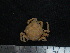  ( - UNMDP MEJ 034)  @11 [ ] CreativeCommons - Attribution Non-Commercial Share-Alike (2014) Unspecified Laboratorio de Zoología de Invertebrados