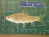  ( - CMGG-2011-578)  @11 [ ] CreativeCommons - Attribution Non-Commercial Share-Alike (2013) CMGG CMGG