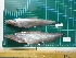  ( - CMGG-2012-1353)  @11 [ ] CreativeCommons - Attribution Non-Commercial Share-Alike (2015) CMGG CMGG