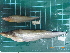  ( - CMGG-2012-681)  @11 [ ] CreativeCommons - Attribution Non-Commercial Share-Alike (2015) CMGG CMGG