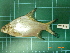  ( - CMGG-2012-452)  @14 [ ] CreativeCommons - Attribution Non-Commercial Share-Alike (2013) CMGG CMGG