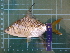  ( - CMGG-2011-415)  @14 [ ] CreativeCommons - Attribution Non-Commercial (2013) CMGG CMGG