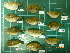  ( - CMGG-2012-388)  @12 [ ] CreativeCommons - Attribution Non-Commercial (2013) CMGG CMGG