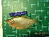  (Trichopodus microlepis - CMGG-2011-305)  @14 [ ] CreativeCommons - Attribution Non-Commercial (2013) CMGG CMGG
