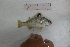  ( - BD270418 Pomadasys maculatus)  @11 [ ] Copyright (2019) Unspecified Ho Chi Minh University of Science