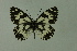  (Melanargia lucasi - DNAwthmel 169)  @14 [ ] Copyright (2009) Unspecified Unspecified