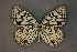  (Melanargia ines - SalkML02)  @14 [ ] Copyright (2009) Unspecified Unspecified