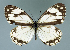  (Melanargia asiatica - GCB-M 16)  @14 [ ] Copyright (2009) Unspecified Unspecified