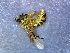  (Tetragona dissecta - CD2018-58)  @11 [ ] CreativeCommons  Attribution Non-Commercial Share-Alike (2018) Claus Rasmussen Aarhus University, Denmark