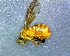  (Tetragona goettei - CD2018-19)  @11 [ ] CreativeCommons  Attribution Non-Commercial Share-Alike (2018) Claus Rasmussen Aarhus University, Denmark