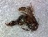  (Scaptotrigona tricolorata - CD2018-39)  @11 [ ] CreativeCommons  Attribution Non-Commercial Share-Alike (2018) Claus Rasmussen Aarhus University, Denmark