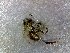  (Dolichotrigona moratoi - CD2018-4)  @12 [ ] CreativeCommons  Attribution Non-Commercial Share-Alike (2018) Claus Rasmussen Aarhus University, Denmark
