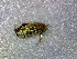  (Nannotrigona melanocera - CD2018-5)  @11 [ ] CreativeCommons  Attribution Non-Commercial Share-Alike (2018) Claus Rasmussen Aarhus University, Denmark