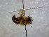  (Melipona cf. melanoventer - CD2018-89)  @11 [ ] CreativeCommons  Attribution Non-Commercial Share-Alike (2018) Claus Rasmussen Aarhus University, Denmark