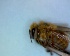  ( - CD2018-73)  @12 [ ] CreativeCommons  Attribution Non-Commercial Share-Alike (2018) Claus Rasmussen Aarhus University, Denmark