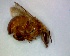  (Melipona crinita - CD2018-74)  @12 [ ] CreativeCommons  Attribution Non-Commercial Share-Alike (2018) Claus Rasmussen Aarhus University, Denmark