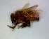  ( - CD2018-75)  @11 [ ] CreativeCommons  Attribution Non-Commercial Share-Alike (2018) Claus Rasmussen Aarhus University, Denmark