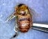  ( - CD2018-77)  @11 [ ] CreativeCommons  Attribution Non-Commercial Share-Alike (2018) Claus Rasmussen Aarhus University, Denmark