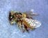  ( - CD2018-80)  @11 [ ] CreativeCommons  Attribution Non-Commercial Share-Alike (2018) Claus Rasmussen Aarhus University, Denmark