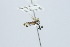  (Bocydium globuliferum - QCAZI_109984)  @11 [ ] CC-BY-NC-ND (2024) QCAZ Pontificia Universidad Católica del Ecuador