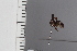 ( - JLPZ1155)  @11 [ ] CreativeCommons  Attribution Non-Commercial Share-Alike (2022) Jeremie Lapeze Institut National de la Recherche Agronomique, Zoologie Forestiere