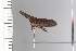  (Lycoderides phi - JLPZ1700)  @11 [ ] CreativeCommons  Attribution Non-Commercial Share-Alike (2022) Jeremie Lapeze Institut National de la Recherche Agronomique, Zoologie Forestiere