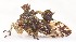  (Smerdalea - JLPZ0034)  @11 [ ] CreativeCommons  Attribution Non-Commercial Share-Alike (2019) Jeremie Lapeze Institut National de la Recherche Agronomique, Zoologie Forestiere