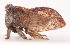  (Flexocentrus - JLPZ0043)  @11 [ ] CreativeCommons  Attribution Non-Commercial Share-Alike (2019) Jeremie Lapeze Institut National de la Recherche Agronomique, Zoologie Forestiere