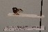  ( - JLPZ0049)  @11 [ ] CreativeCommons  Attribution Non-Commercial Share-Alike (2019) Jeremie Lapeze Institut National de la Recherche Agronomique, Zoologie Forestiere