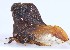  (Lycoderides brulei - JLPZ0050)  @11 [ ] CreativeCommons  Attribution Non-Commercial Share-Alike (2019) Jeremie Lapeze Institut National de la Recherche Agronomique, Zoologie Forestiere