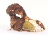  (Lycoderides elephantus - JLPZ0051)  @11 [ ] CreativeCommons  Attribution Non-Commercial Share-Alike (2019) Jeremie Lapeze Institut National de la Recherche Agronomique, Zoologie Forestiere