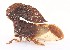 (Lycoderides sonzognii - JLPZ0052)  @11 [ ] CreativeCommons  Attribution Non-Commercial Share-Alike (2019) Jeremie Lapeze Institut National de la Recherche Agronomique, Zoologie Forestiere