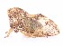  ( - JLPZ0057)  @11 [ ] CreativeCommons  Attribution Non-Commercial Share-Alike (2019) Jeremie Lapeze Institut National de la Recherche Agronomique, Zoologie Forestiere