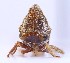  ( - JLPZ0057)  @11 [ ] CreativeCommons  Attribution Non-Commercial Share-Alike (2019) Jeremie Lapeze Institut National de la Recherche Agronomique, Zoologie Forestiere
