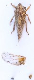  ( - JLPZ0057)  @11 [ ] CreativeCommons  Attribution Non-Commercial Share-Alike (2019) Jeremie Lapeze Institut National de la Recherche Agronomique, Zoologie Forestiere