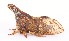  ( - JLPZ0058)  @11 [ ] CreativeCommons  Attribution Non-Commercial Share-Alike (2019) Jeremie Lapeze Institut National de la Recherche Agronomique, Zoologie Forestiere