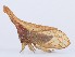  ( - JLPZ0060)  @11 [ ] CreativeCommons  Attribution Non-Commercial Share-Alike (2019) Jeremie Lapeze Institut National de la Recherche Agronomique, Zoologie Forestiere