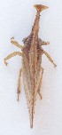  (Lycoderides fernandezi - JLPZ0060)  @11 [ ] CreativeCommons  Attribution Non-Commercial Share-Alike (2019) Jeremie Lapeze Institut National de la Recherche Agronomique, Zoologie Forestiere