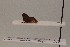  ( - JLPZ0067)  @11 [ ] CreativeCommons  Attribution Non-Commercial Share-Alike (2019) Jeremie Lapeze Institut National de la Recherche Agronomique, Zoologie Forestiere