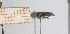  (Stalomia - JLPZ2902)  @11 [ ] CreativeCommons  Attribution Non-Commercial Share-Alike (2025) Jeremie Lapeze Institut National de la Recherche Agronomique, Zoologie Forestiere