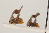  (Cladonota foliata - JLPZ0273)  @11 [ ] CreativeCommons  Attribution Non-Commercial Share-Alike (2021) Jeremie Lapeze Institut National de la Recherche Agronomique, Zoologie Forestiere