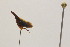  ( - JLPZ0378)  @11 [ ] CreativeCommons  Attribution Non-Commercial Share-Alike (2021) Jeremie Lapeze Institut National de la Recherche Agronomique, Zoologie Forestiere