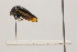  ( - JLPZ0384)  @11 [ ] CreativeCommons  Attribution Non-Commercial Share-Alike (2021) Jeremie Lapeze Institut National de la Recherche Agronomique, Zoologie Forestiere