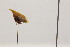  ( - JLPZ0447)  @11 [ ] CreativeCommons  Attribution Non-Commercial Share-Alike (2021) Jeremie Lapeze Institut National de la Recherche Agronomique, Zoologie Forestiere